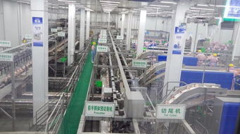 肉雞屠宰加工主要技術(shù)參數(shù)分析及技術(shù)服務(wù)